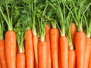 Carota