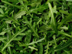 Rucola