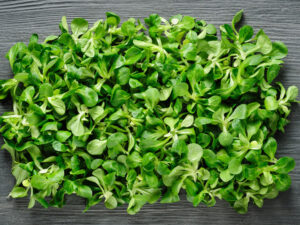 Valeriana