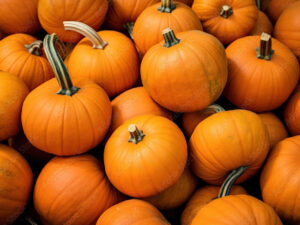 Zucca