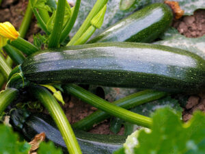 Zucchino